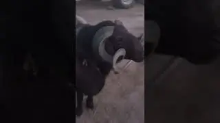 БОЛЬШОЙ БАРАН