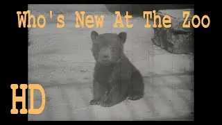 Who's New At The Zoo Castle Films 16mm chimpanzee bears seals platypus penguins koala giraffes