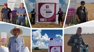 Структура урожая, биологическая урожайность,  бункерная урожайность зерновых. протравитель