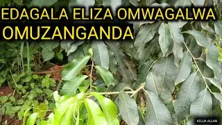 Eddagala Eliza Omusajja/Omukyala Eyakukyawa Kozesa Omuzanganda