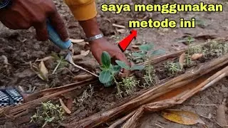 menanam labu air dengan metode ini di jamin berhasil #gardeningtips #labuair