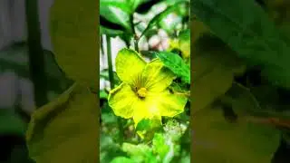 #edit #nature #slowmo #editingtutorial #slow #slowmotion #slowmode #rain #videoediting #videoeffect