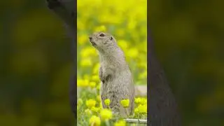 Горный кавказский суслик