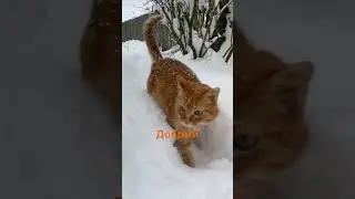 Воспоминания о моем котике 😢#cat #кот #simba #shorts