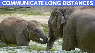 How Do Elephants Communicate Over Long Distances?