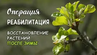 Реабилитация растений после зимы. Как подготовить растения к новому сезону