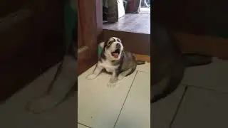 my husky puppy crying 
