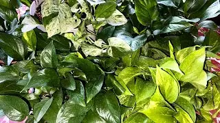 Urge que tengas esta PLANTA porque DISIPA el CALOR 🌿🔥
