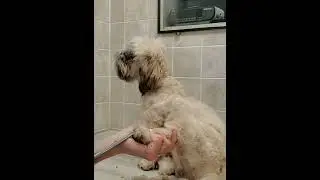 Trimming a puppy's paw pads with scissors, no restraints, short clip from full video, dog grooming