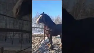 Продажа. Владимирский тяжеловоз. 89049364440