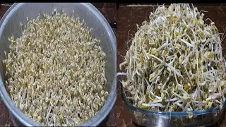 How to grow Mung Bean Sprouts  | Paano gumawa ng Togue