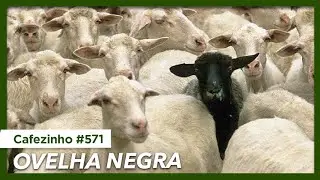 Cafezinho 571 - Ovelha Negra