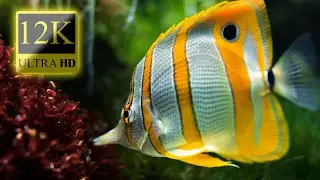 Underwater Animals 12K HDR 60fps Dolby Vision - Amazing Animal World