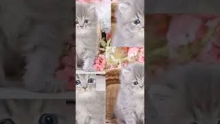 #милые#котики#пушистики#лайк#