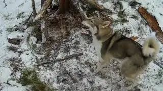 Проверка капканов, удачно. Лосей больше, чем соболей