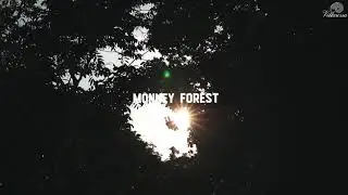 The Ubud Monkey Forest is a nature reserve and temple complex in Ubud, Bali.