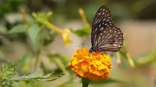 #ІРИНАУКРАЇНЕЦЬ . Вірші українською.Оксана Кузів -Ірина Українець