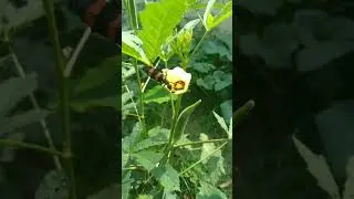 #beetle #insect