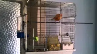 Kanarya1