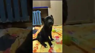 НАШИ МАЛЫШИ😊/Приют для собак Полянка, СПб