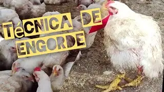 Como criar tu solo 2000 mil pollos en casa / Como es la vida en una granja avícola