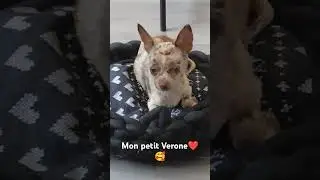 ma boule d'amour Vérone qui commence les bêtises 🥰☺️