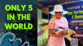 1 in a Million RAREST TURTLE only in Sri Lanka 🐢 || RiderGirl Vishakha
