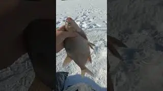 Яуза,лещ есть! Он не может не есть!;)