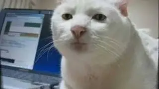 Funny cat race / кошачьи гонки
