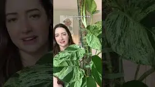 Marble Queen Chop Update ✨ 