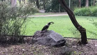 Kookaburra eating a meaty snack!
