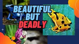 Beautiful but poisonous frogs #frogs #poisonous #information