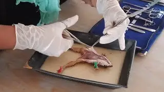 Dissection of Frog, Study about Anatomy of Frog,  Digestive system of frog
