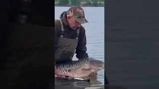 Вот такого скромного карпа поймали рыбаки в районе деревни Береговой #рекомендации #карп