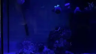 Аквариумистика давно стала большим бизнесом, пожалуйста не стройте иллюзий!