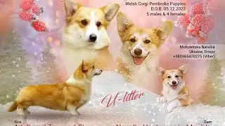 Продается щенок кобель - вельш корги пемброк.