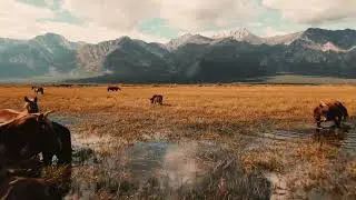 Лошади Баргузинская долина