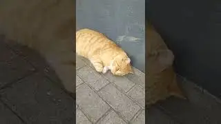 город, посвященный котам 