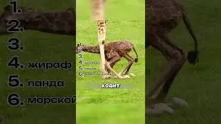 ТОП 5 удивительных рождений животных 