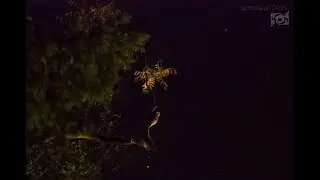 Waldkauz in der Nacht (Stadt)