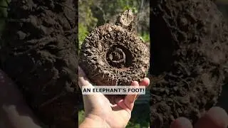 Why They Call it Elephant Yam?