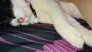 Kucingku Sakit, Semoga Lekas Sembuh Leo