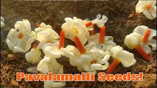 Night Flowering Jasmine or Pavalamalli Seeds | Shopee Shop | LK Healthy Soil Farm