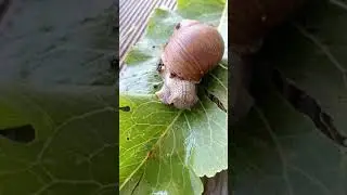 улитки питание улиток улиточка