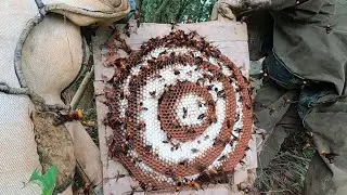 How to get ground bee pupae