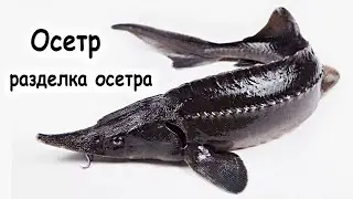 5 МИНУТ НА ОСЕТРИНУ РАЗДЕЛКУ ИЛИ СТАРЫЙ МЕТОД