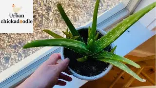 How To Repot & Separate An Aloe Vera Plant (Divide Pups / Babies)
