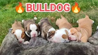 YAVRU KÖPEKLER HIZLI BÜYÜYOR.