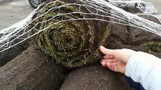 Романтические Бавлы ( Татарстан).