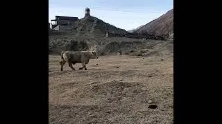 шароле Дагестан гергебиль
